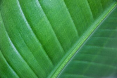 Papier peint  Close-up of Leaf of Strelitzia nicolai (Bird of Paradise Plant) showing its venation pattern, veins, in detail