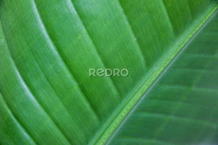 Papier peint  Close-up of Leaf of Strelitzia nicolai (Bird of Paradise Plant) showing its venation pattern, veins, in detail