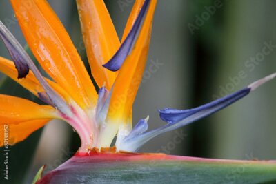 Papier peint  Close up of petals on a Bird Of Paradise (Strelitzia) flower on a plant in a garden