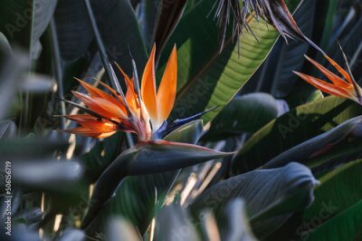 Papier peint  Close-up of plant with flower strelitzia reginae, popularly called little bird or bird of paradise