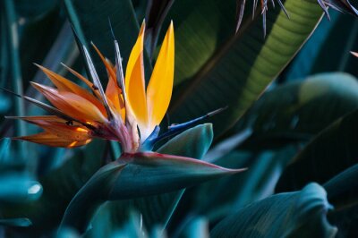 Papier peint  Close-up of plant with flower strelitzia reginae, popularly called little bird or bird of paradise