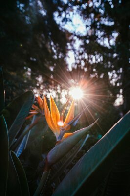 Papier peint  Close-up of plant with flower strelitzia reginae, popularly called little bird or bird of paradise