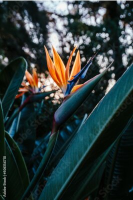 Papier peint  Close-up of plant with flower strelitzia reginae, popularly called little bird or bird of paradise