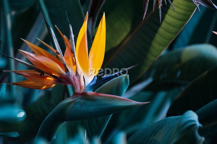 Papier peint  Close-up of plant with flower strelitzia reginae, popularly called little bird or bird of paradise