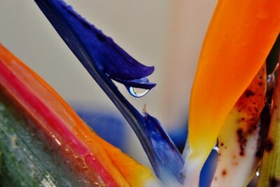 Papier peint  Close up of reginae strelitzia flower with rain drop