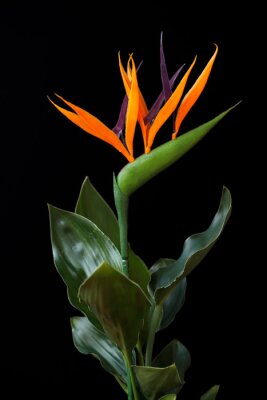 Papier peint  Close-up of strelitzia bird of paradise flower on the black background