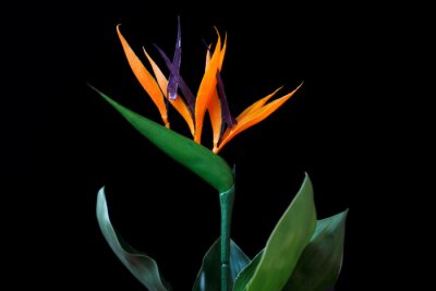 Papier peint  Close-up of strelitzia bird of paradise flower on the black background