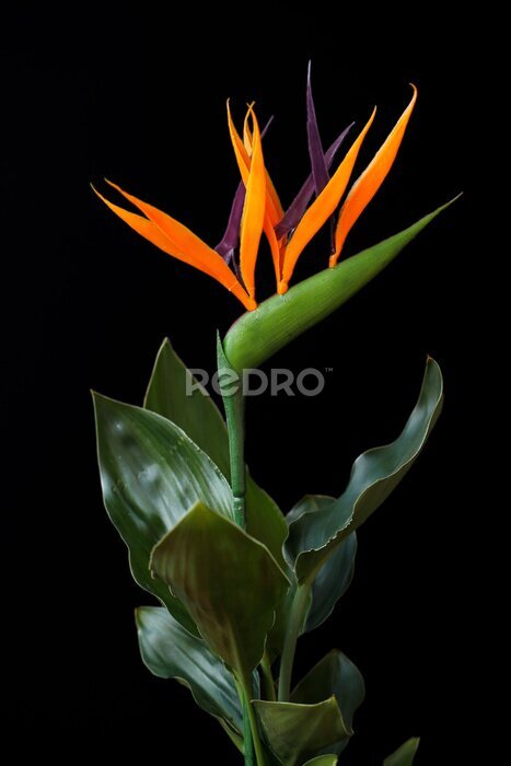 Papier peint  Close-up of strelitzia bird of paradise flower on the black background