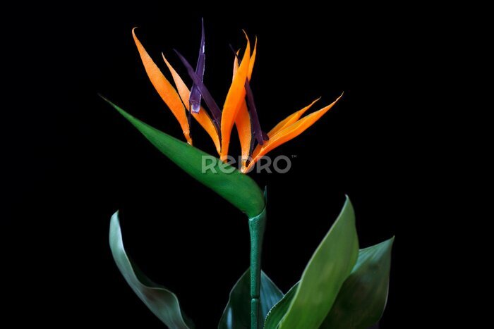 Papier peint  Close-up of strelitzia bird of paradise flower on the black background
