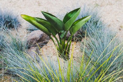 Papier peint  close-up of Strelitzia Bird of Paradise plant outdoor in sunny backyard