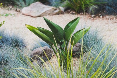 Papier peint  close-up of Strelitzia Bird of Paradise plant outdoor in sunny backyard