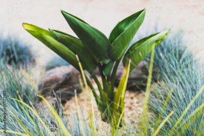 Papier peint  close-up of Strelitzia Bird of Paradise plant outdoor in sunny backyard