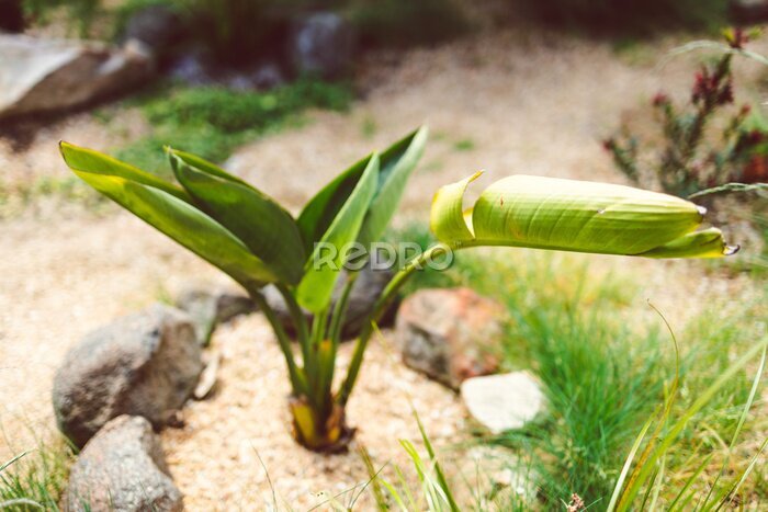 Papier peint  close-up of strelitzia bird of paradise plant outdoor in sunny backyard
