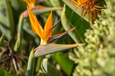 Papier peint  Close-up of Strelitzia flower (Bird of paradise)