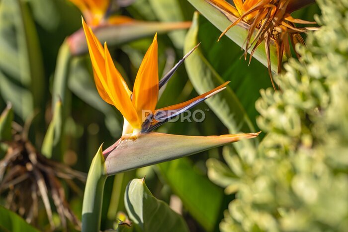 Papier peint  Close-up of Strelitzia flower (Bird of paradise)