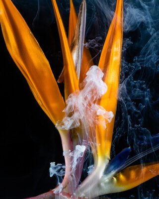 Papier peint  Close up of strelitzia flower on black background with smoke