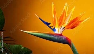 Papier peint  close up of Strelitzia flower, yellow background, copy space 
