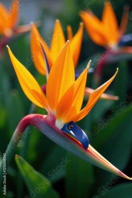 Papier peint  Close-up of Strelitzia flowers , bright yellow, orange petals, blooming flowers