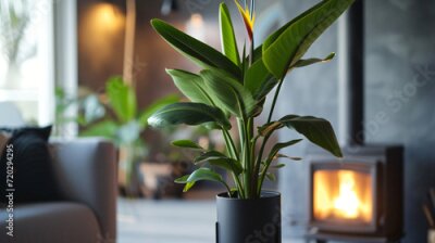 Papier peint  Close-up of Strelitzia nicolai on stand