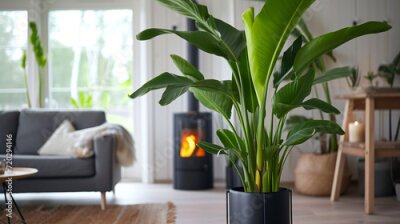 Papier peint  Close-up of Strelitzia nicolai on stand