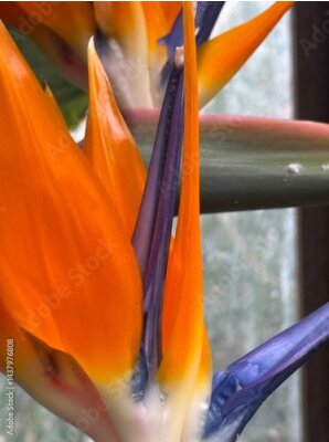 Papier peint  Close up of strelitzia or bird of paradise flower