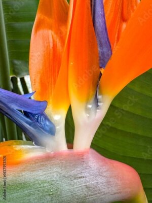 Papier peint  Close up of strelitzia or bird of paradise flower with foliage in background