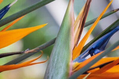 Papier peint  Close-up of Strelitzia reginae, known as Crane flower or Bird of paradise