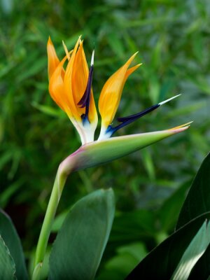 Papier peint  Close up of Strelitzia reginae the Bird of Paradise flower in a Mediterranean garden