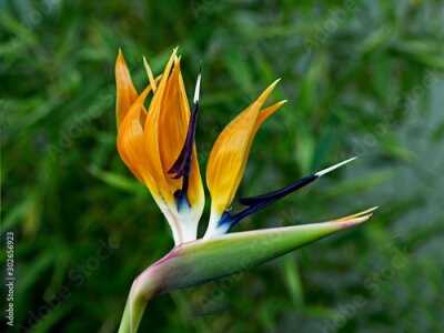 Papier peint  Close up of Strelitzia reginae the Bird of Paradise flower in a Mediterranean garden