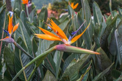 Papier peint  close-up of the Bird of Paradise Flower or Strelitzia, 