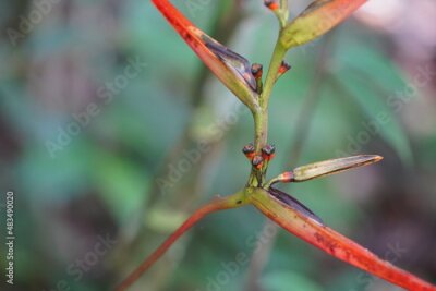 Papier peint  Close-up of the flower of a Strelitzia rainforest plant, wild natural flower without the perfectionism of cultivated garden flowers of this species - near Manaus, Amazon rainforest, Brazil.