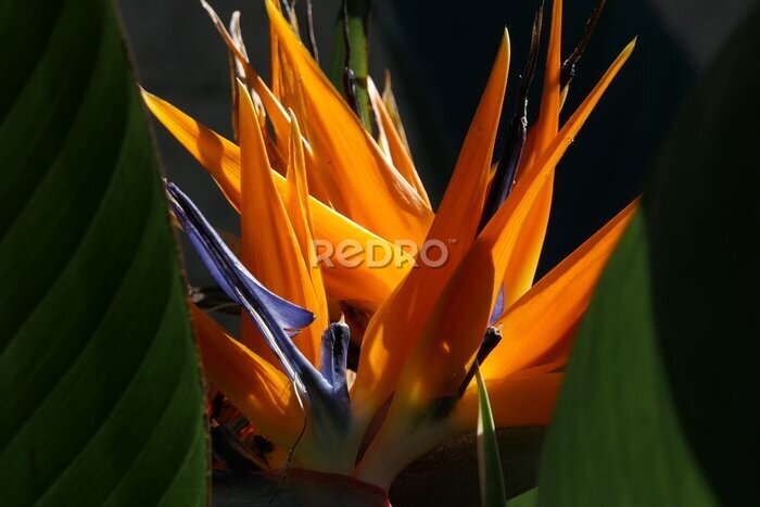 Papier peint  Close up of the flowering bloom of the Strelitzia reginae or Bird of Paradis or Crane Flower