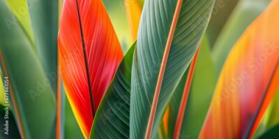 Papier peint  Close up of vibrant red, green, and orange tropical leaves of strelitzia flower with intricate textures and details, perfect for nature themed designs, or eco friendly product advertisements.