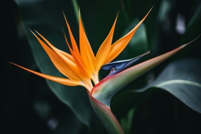 Papier peint  Close-up of vibrant strelitzia reginae or crane flower with ornate blossoms and leaves. A popular perennial houseplant. Generative AI