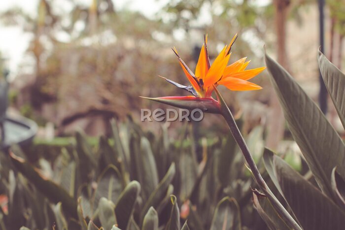 Papier peint  Close up on a Strelitzia reginae flower commonly called crane flower or simply strelitzia