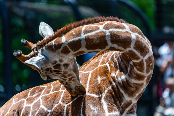 Papier peint  close up photo of giraffe