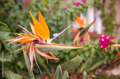 Papier peint  Close up photo of Strelitzia flower end of blooming