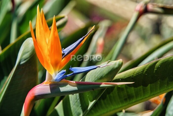 Papier peint  Close up photo of Strelitzia flower (Strelitzia reginae), Bird of paradise flower. The crane flower. Funchal, Madeira, Portugal, Europe. 