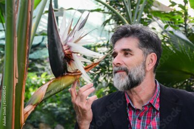 Papier peint  close-up portrait of happy senior man looking at Strelitzia reginae in greenhouse. Mature man with gray beard relaxing at glass garden