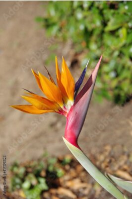 Papier peint  Close-up selective focus view of a bird of paradise strelitzia blossom