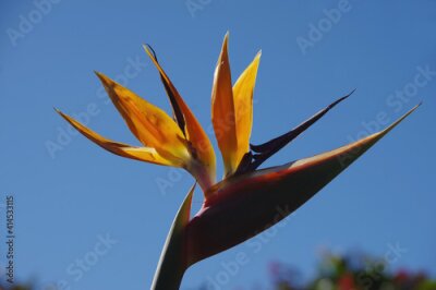 Papier peint  Close-up selective focus view of a bird of paradise Strelitzia blossom with blue sky behind