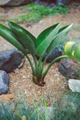 Papier peint  close-up strelitzia bird of paradise plant outdoor with raindrops on its leaves