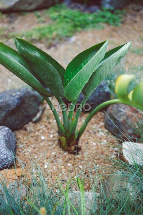 Papier peint  close-up strelitzia bird of paradise plant outdoor with raindrops on its leaves