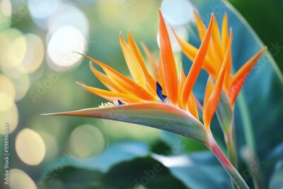 Papier peint  Close up strelitzia in tropics, tropical plant