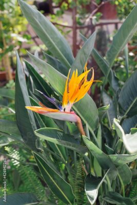 Papier peint  close-up strelitzia or bird of paradise plant yellow flower bud on green leaves background in back yard, garden, park, vertical lifestyle outdoors summer botanical stock photo image photography