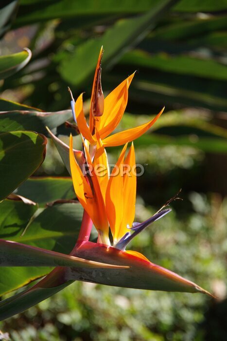 Papier peint  Close-up view of a bird of paradise strelitzia blossom