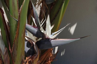 Papier peint  Close-up view of a rare giant white bird of paradise strelitzia flower