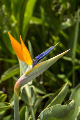 Papier peint  Close up view of a single ornamental Strelitzia or Crane flower with its distinctive shape native to South Africa growing outdoors in a garden or park