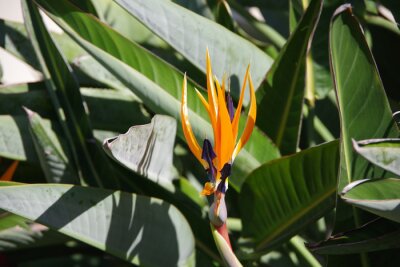 Papier peint  Close-up view of a strelitzia bird-of-paradise flower