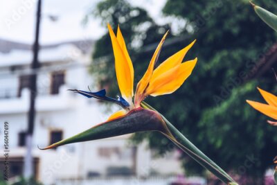 Papier peint  Close-up view of a Strelitzia reginae (Bird of Paradise plant)